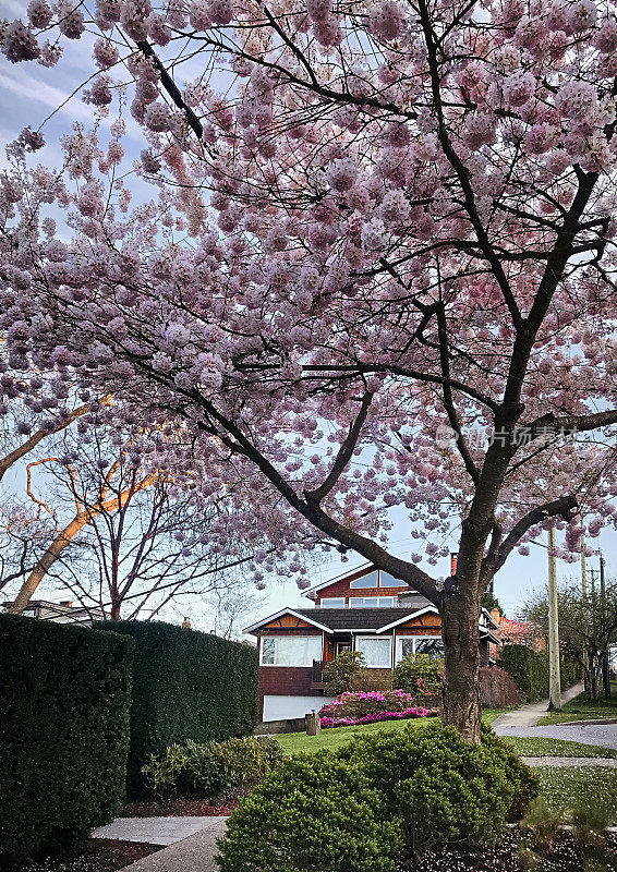 温哥华春天开花的树木