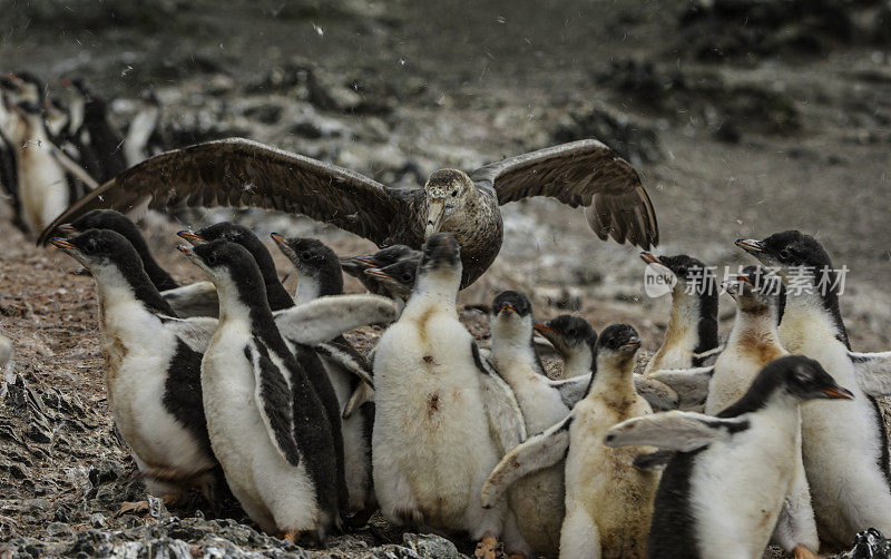 巴布亚企鹅，Pygoscelis巴布亚，汉娜角，利文斯顿岛，南设得兰群岛，南极洲。企鹅目,企鹅科。南方巨海燕，攻击企鹅幼崽。
