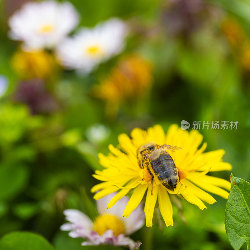 蜜蜂在蒲公英花上采集花粉