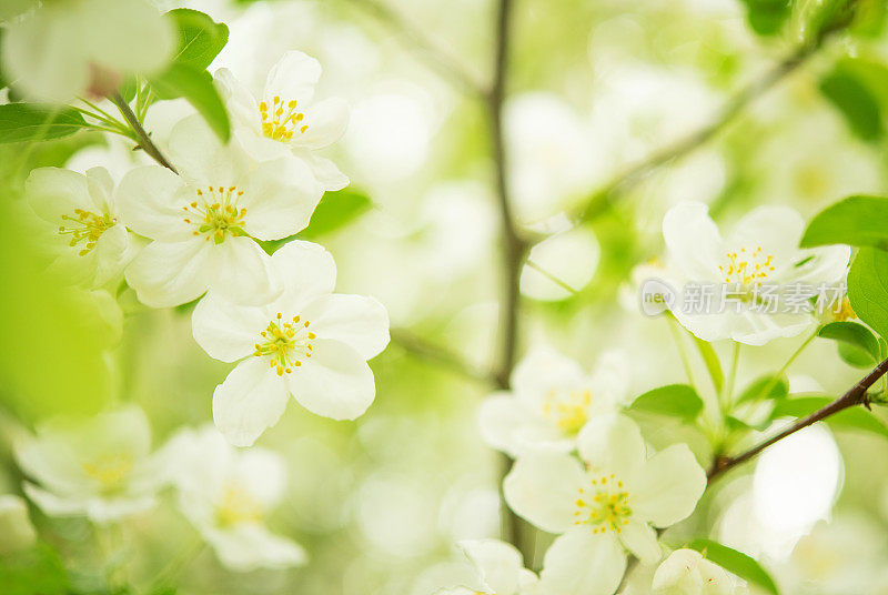 山楂开花了