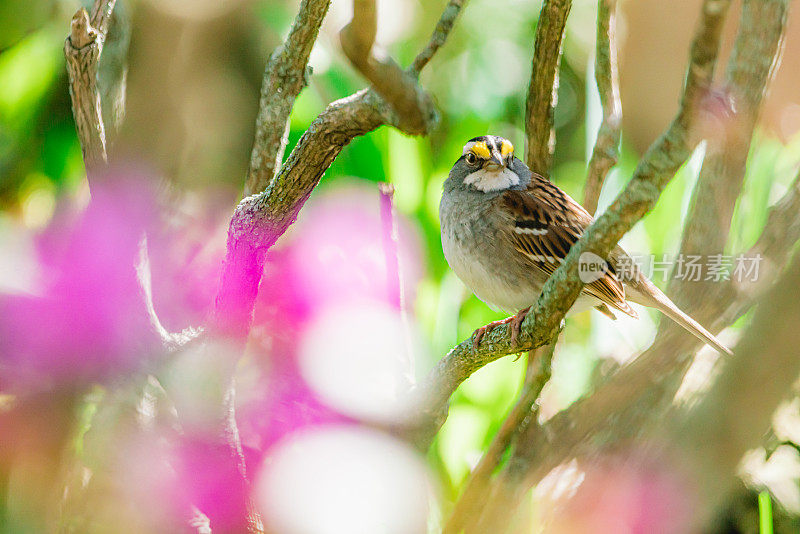 White-throated麻雀