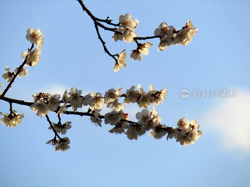 日本。二月的一个晴朗的早晨。日出。开着第一朵花的梅树的树枝与清澈湛蓝的清晨天空对比。