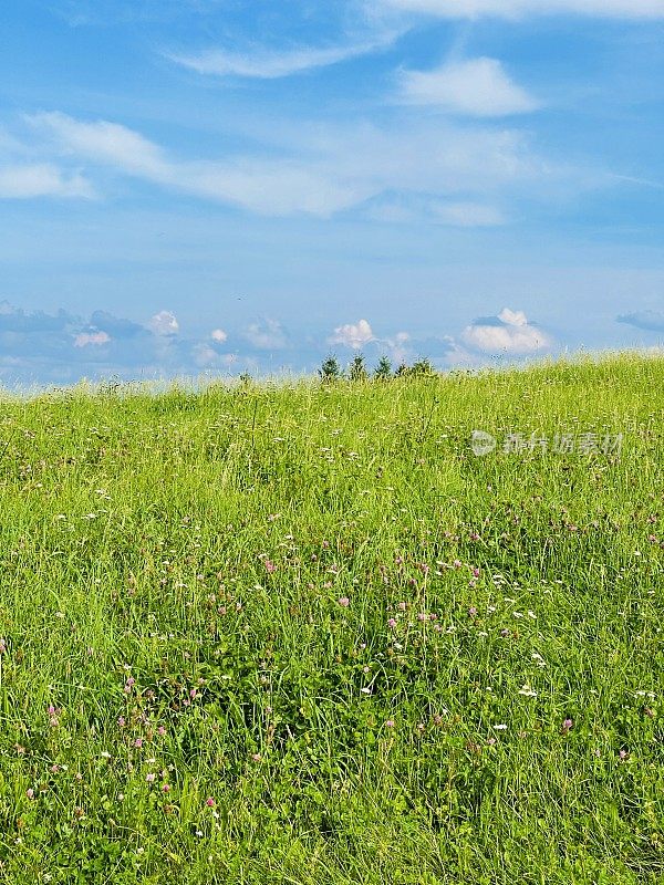 夏天的草地