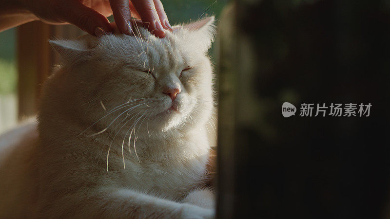 可爱的英国短毛猫在客厅休息，主人爱抚着它。窗台上的肖像