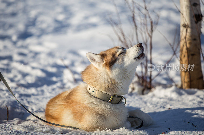 西伯利亚哈士奇在大雪覆盖的蓝岭山脉，坐着吠叫和嚎叫