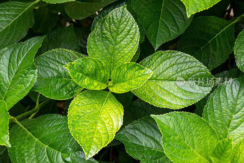 绣球花植物绿叶的微距拍摄