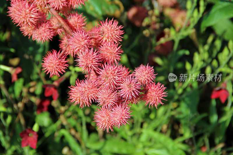 蓖麻、蓖麻或蓖麻油植物开出粉红色的热花