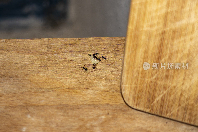一群黑蚂蚁在厨房桌子上吃奶酪