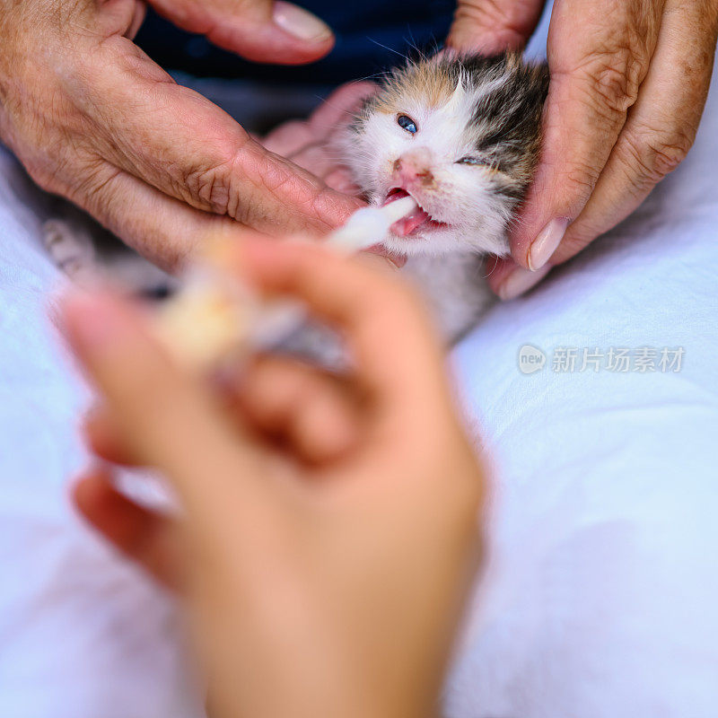 用代奶剂喂小猫