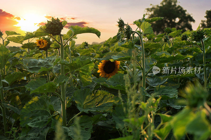 日落向日葵田，加拿大安大略省库克敦。