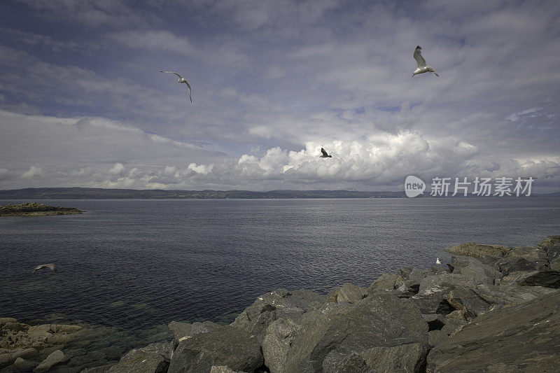 在苏格兰的马莱格，海鸥从岩石海岸线上飞过斯莱特湾，俯瞰斯凯岛。