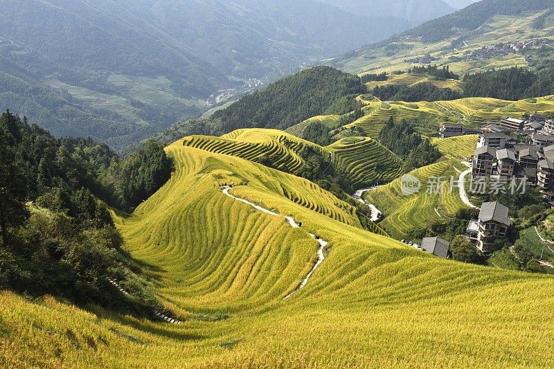 中国广西的龙基瑶族和壮族水稻梯田