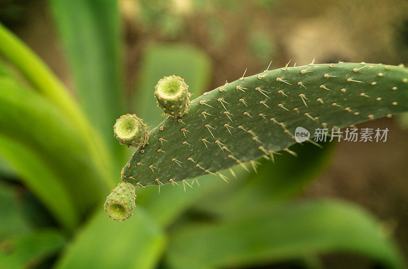 巴尔奇克植物园的仙人掌。