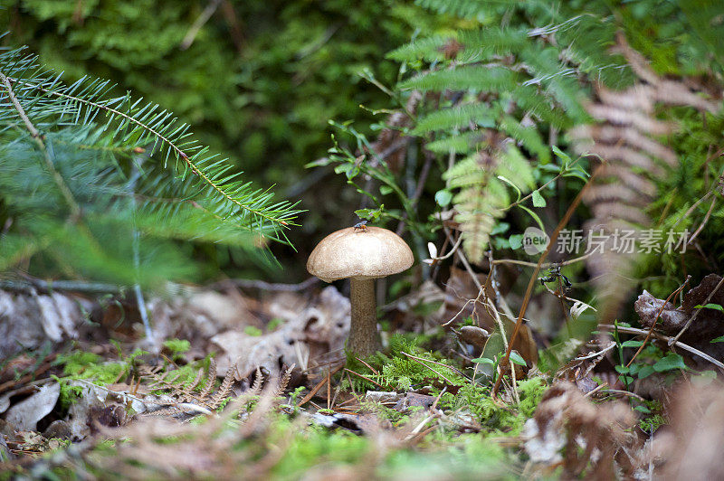 蘑菇在绿色地毯的森林和林地，汉普郡，英国