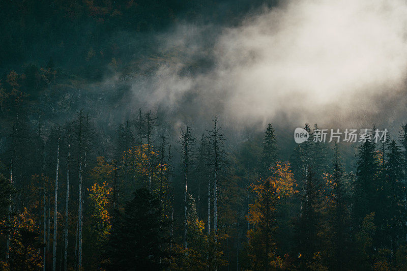 迷雾笼罩的神秘峡谷森林