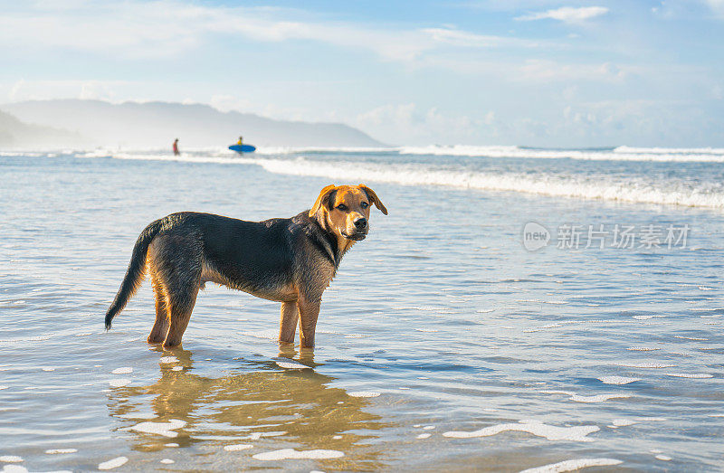 冲浪者的狗在岸边等主人