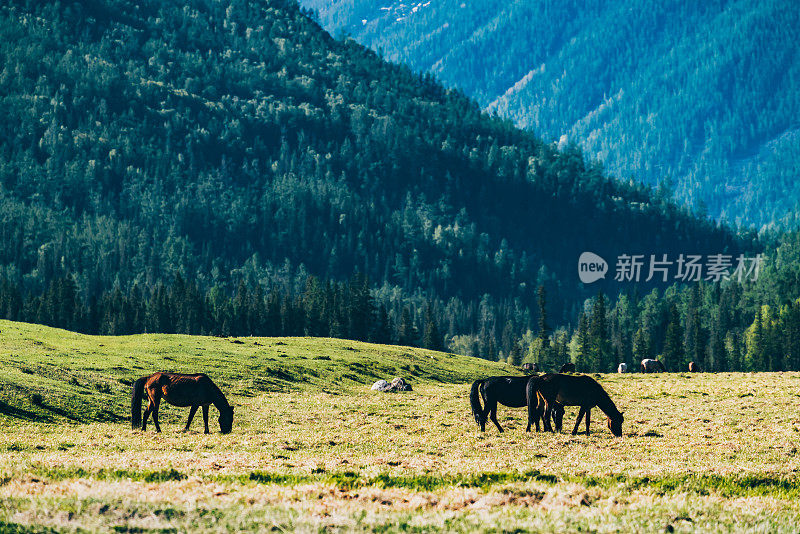 中国新疆喀纳斯的风景。