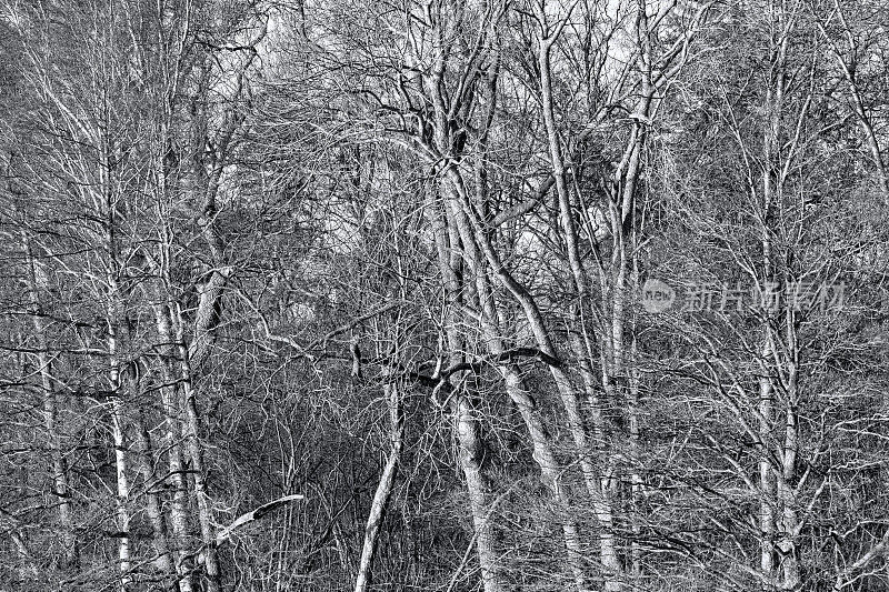 森林中的树干——瑞典的秋天