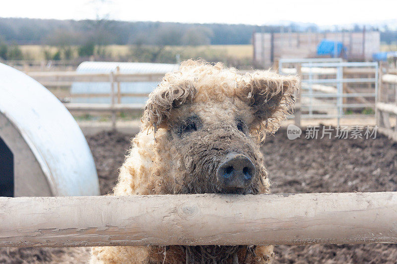 这是一头卷发的小猪从她的猪圈里向外张望的特写镜头。在一个春天的日子里，她在泥地里嗅了嗅，脸和鼻子都很脏。