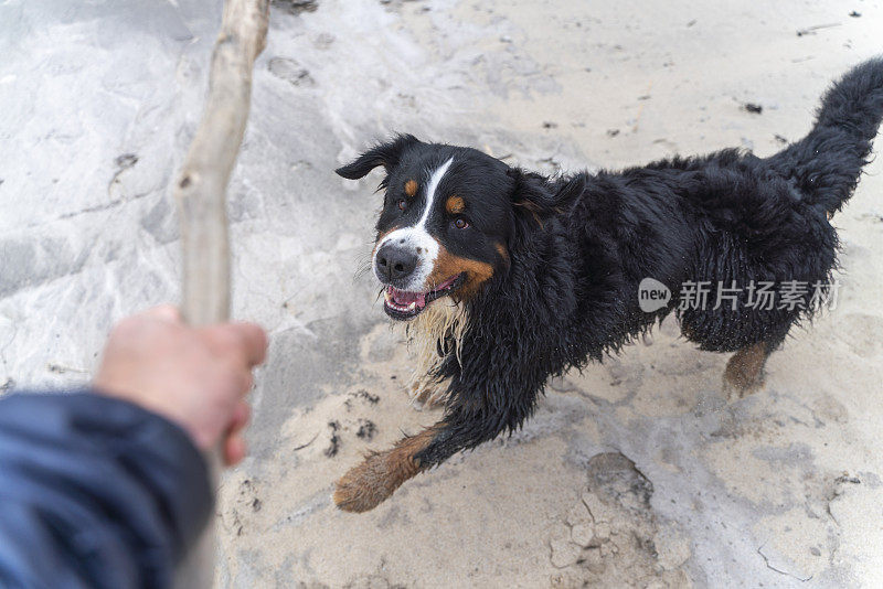 一只名叫zenenhund的伯尔尼山狗正在沙滩上模仿主人的攻击和打斗动作，和主人一起玩耍。