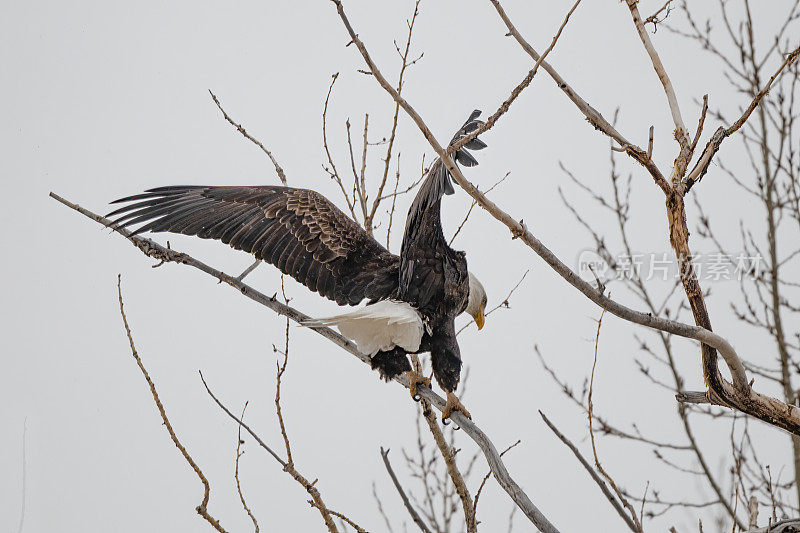 五只秃鹰中的一只降落在白硫温泉附近的树上