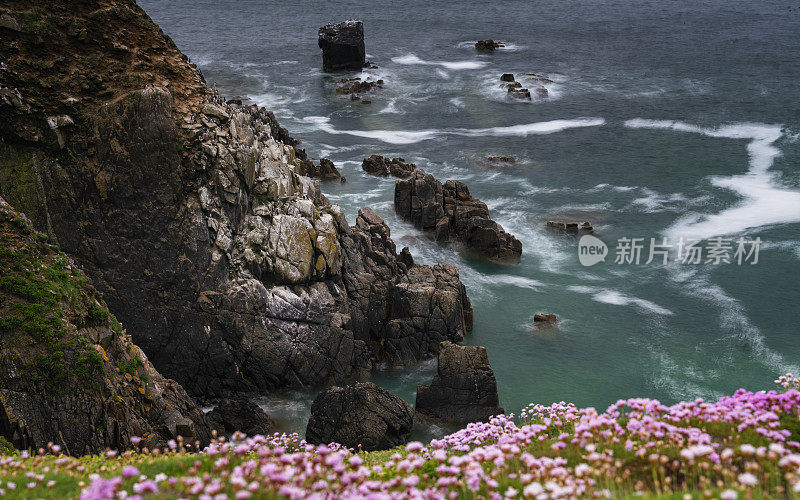 悬崖上的鸟群前景上有花。爱尔兰韦克斯福德郡的Saltee大岛