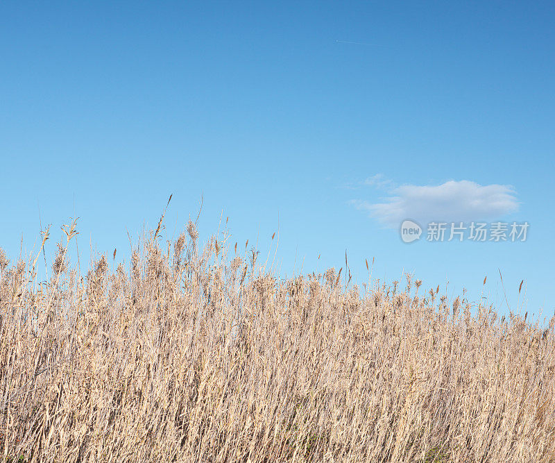 黄色和蓝色的风景，芦苇和天空