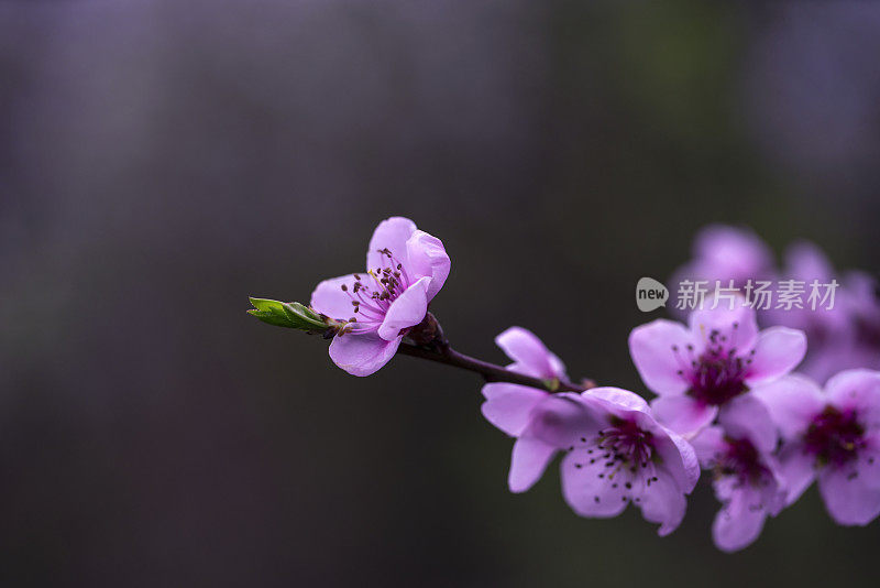 紫色的花