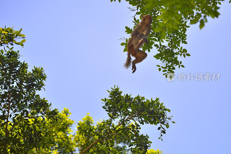 猴子跳跃时在空中的位置