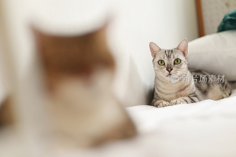 可爱的美国短毛猫的肖像照片躺在白色的床上，前景模糊的猫。