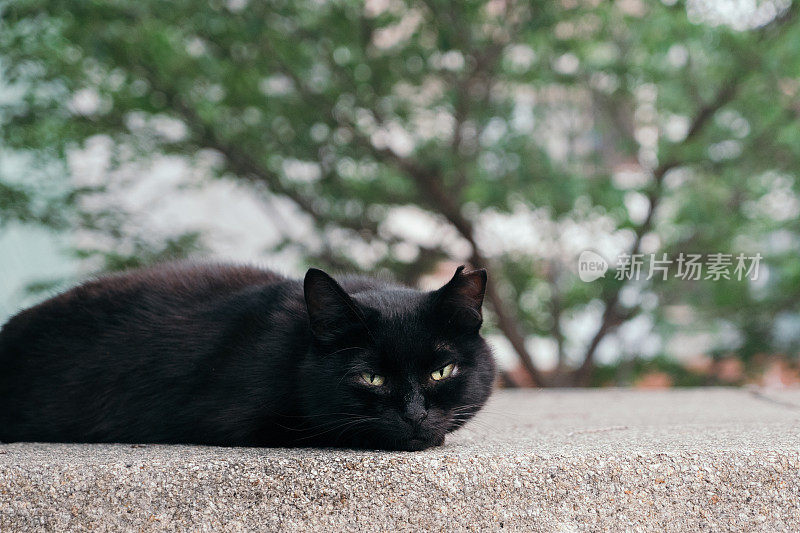 一张躺着的可爱猫咪的照片