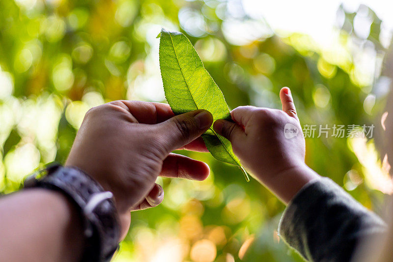 父亲把一片树叶递给儿子的手。