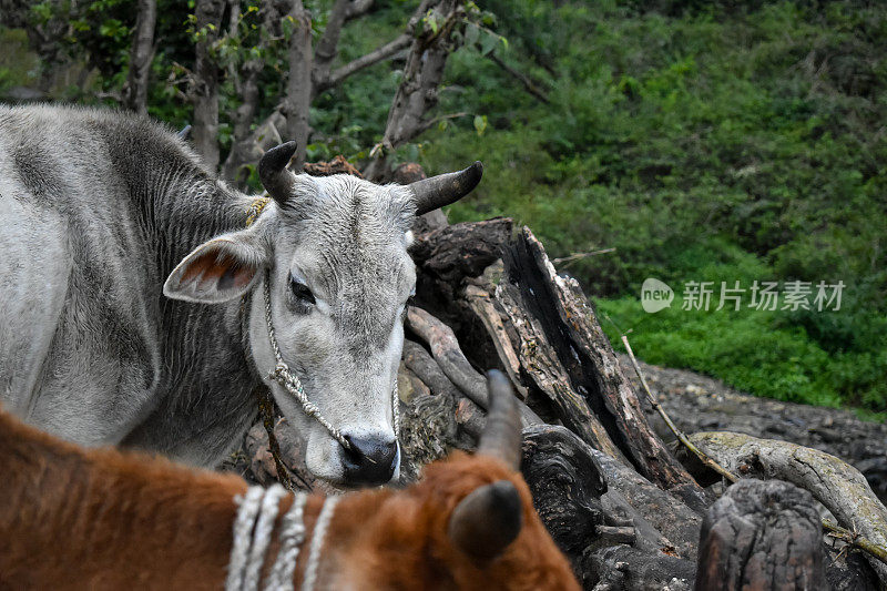 一个印度牛的特写镜头与犄角和白色的斑块在前额。