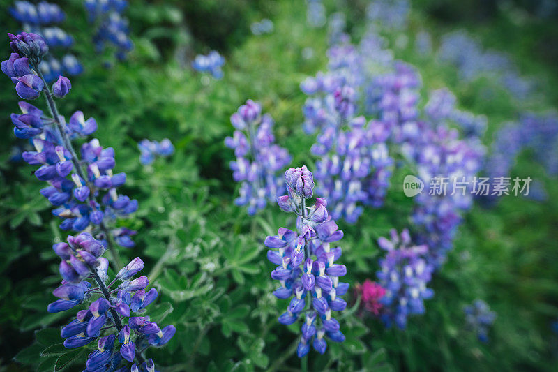 森林地面上野花的特写