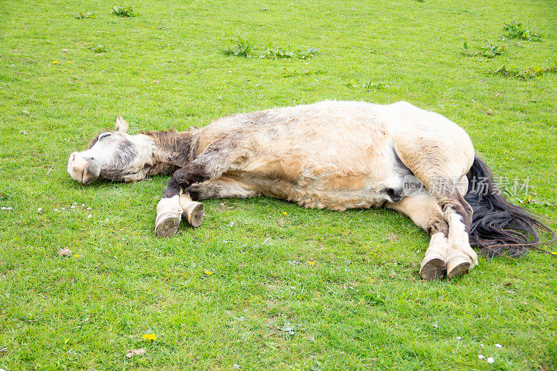 在一个温暖的春日，漂亮的矮褐色小马躺在田野里打盹，如果你不知道，你可能会以为它已经死了。