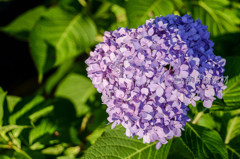 绣球花:后花园夏末的花朵