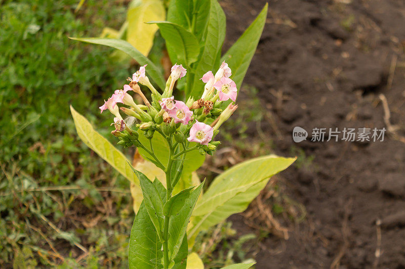 烟草植株上粉红色的烟草花。烟叶种植田