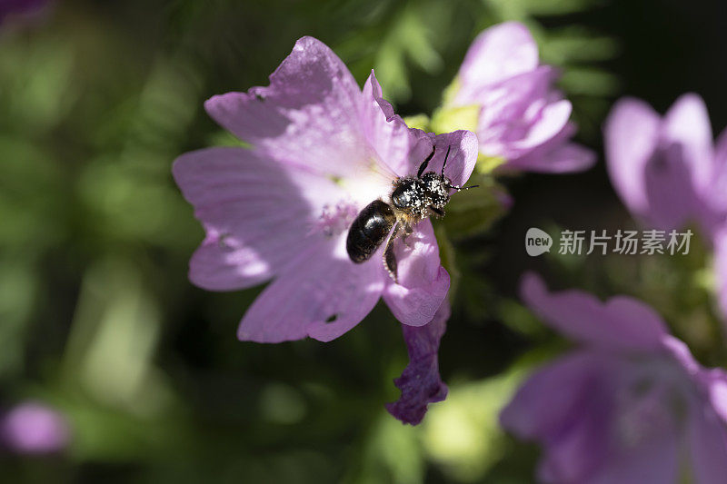 蜜蜂在粉红色的锦葵上