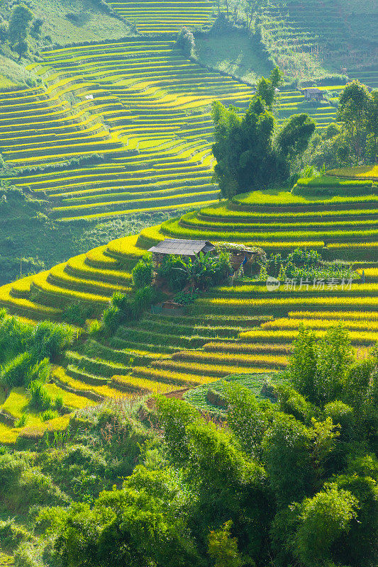 越南北部萨帕市附近木仓柴镇金色梯田的鸟瞰图。越南颜白，收获季节美丽的梯田