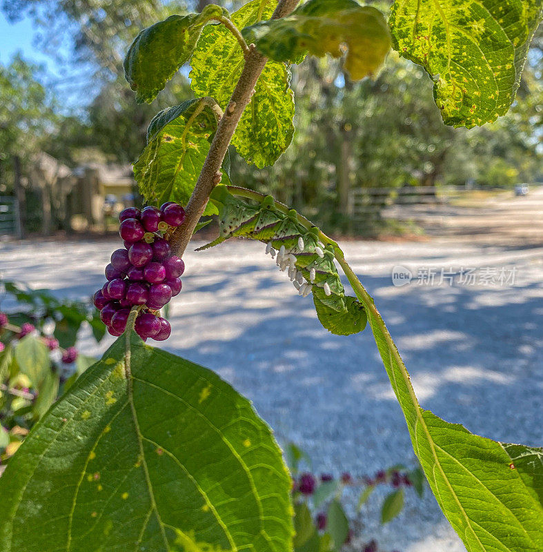 美莓植株上的烟草角虫