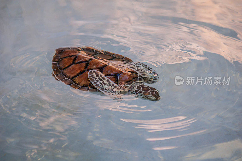 海龟在水里游泳