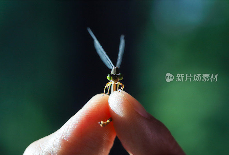 一个抓豆娘的女孩。