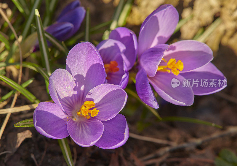 我花园里漂亮的番红花。番红花flavus。