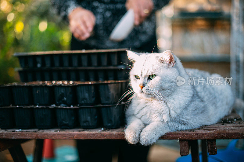 猫和主人正在花园里播种