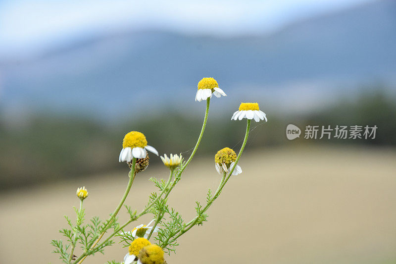 大自然中干枯的雏菊