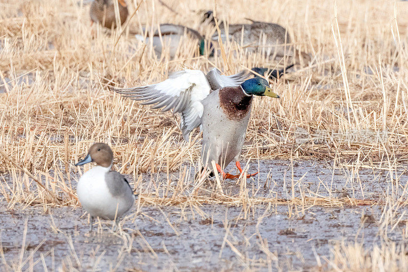 在美国新墨西哥州南部的博斯克德尔阿帕奇，野鸭鸭降落在沼泽上，旁边是北针尾鸭