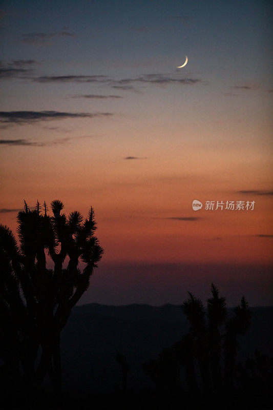 夕阳下的约书亚树和月亮在莫哈韦沙漠的剪影