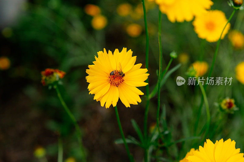 金鸡菊