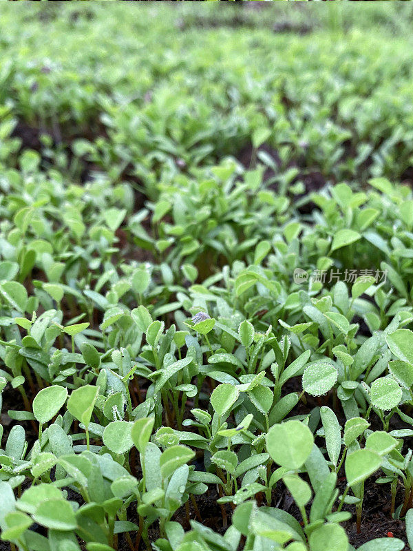 全帧图片，种植胡芦巴幼苗的菜园，堆肥干燥，土壤条件差，重点关注前景