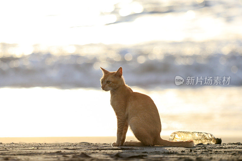 在亚齐日落时，猫在沙滩上放松的后视图